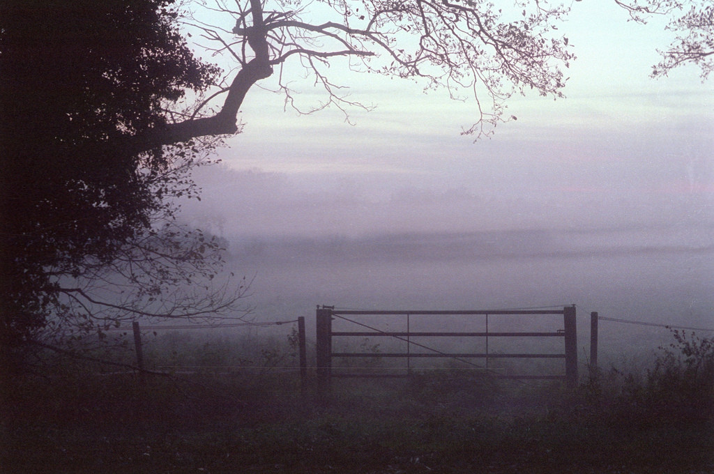 Meadow Mist