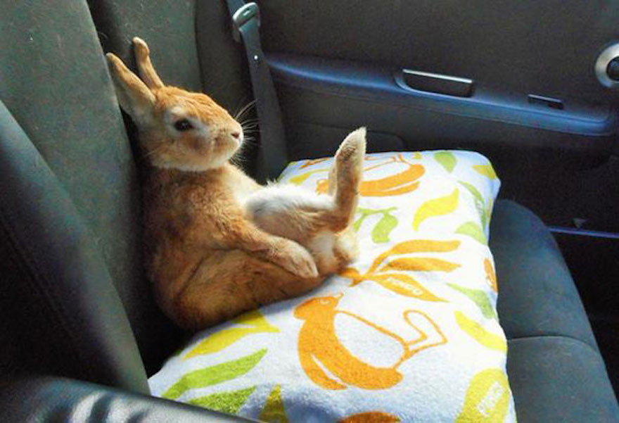 Rabbit In Car