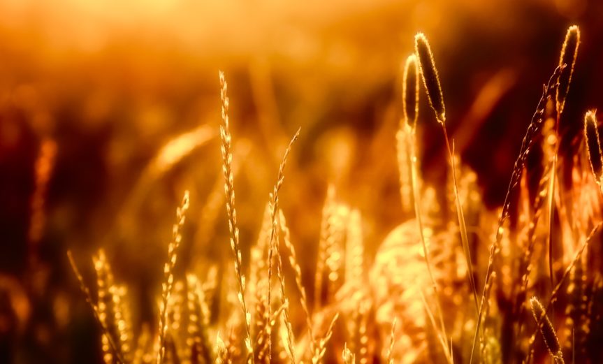 Warm Sun On Wheat
