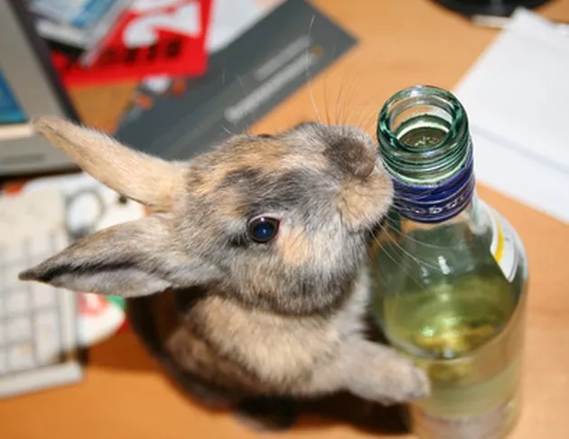 Rabbit & Wine